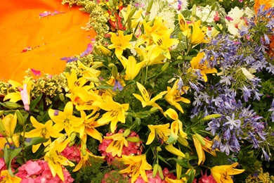 Colorful Tropical Flowers Wallpapers