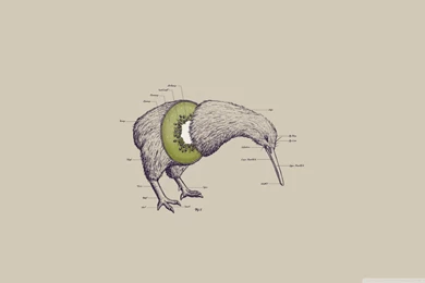 Kiwi Bird HD Desktop Wallpapers : Widescreen : High Definition ...
