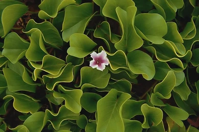 High Res Tropical Flowers Wallpapers