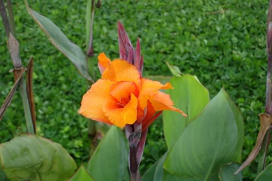 Tropical Flowers Wallpapers