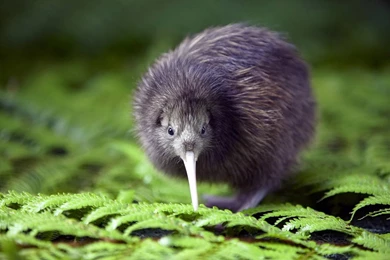 Kiwi Bird   Beautiful Birds Wallpapers