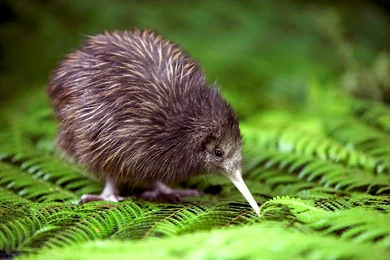 10 Quality Kiwi Wallpapers, Animals