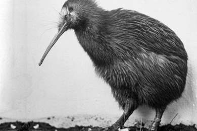 Kiwi Wallpapers   Animals Town