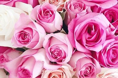 Background, Chanel, Colorful, Dior, Flowers   Image