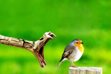 Phone Wallpapers Free Download