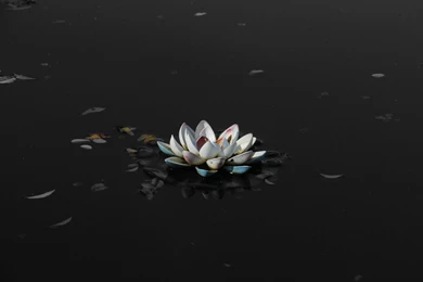 Lotus Flower Black And White Photography   Wallpaper.