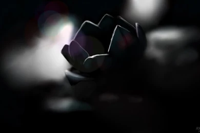 What Do You Do During Valentine's Day Without A Date ?