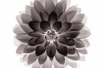 Apple Black Lotus Iphone6 Plus Ios8 Flower iPhone 6 Plus ...