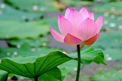 Lotus Wallpapers
