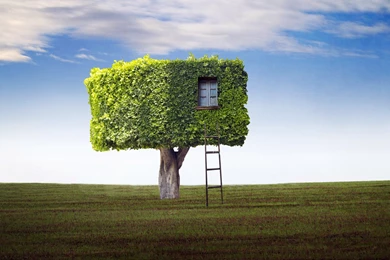 Field Tree House Ladder Wallpapers