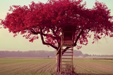 Fields Flowered Trees Tree House Wallpapers