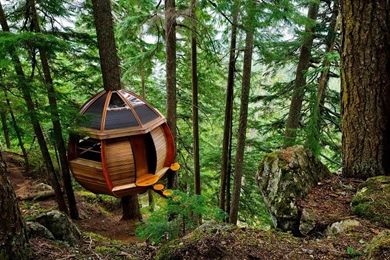 Special Tree House Free Desktop Backgrounds And Wallpapers