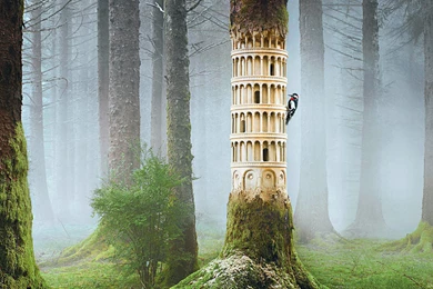 Woodpecker Tree House Art Wallpapers HD Download For Desktop