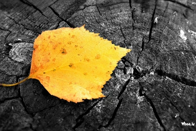 Sad Lonely Girl In Love Hd Wallpapers