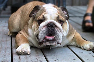 Chubby Dog   Dogs Wallpapers