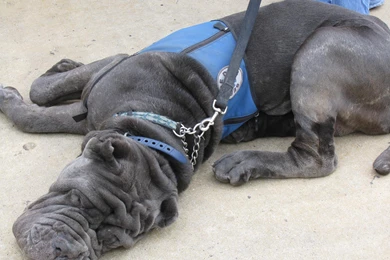 Big Body Dog Mastiff Image Wallpapers