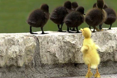 Baby Wallpapers For Desktop Animation Images