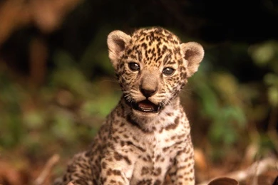 Cute Animal Babies Wallpapers   Android Apps On Google Play