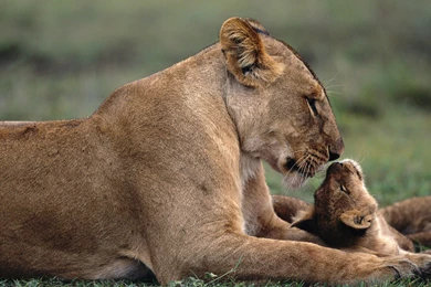 Adorable Baby Animal Wallpapers