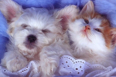 Cats: Dog Cat Sleeping Pets Cute Animal Baby Image Gallery For HD ...