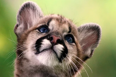 High Resolution Cute Baby Animal Cheetah Wallpaaper HD 2 Full Size ...