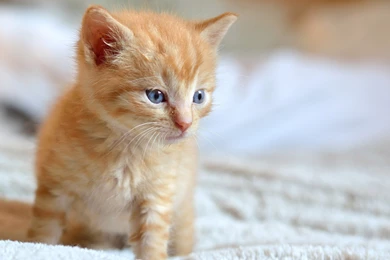 Cute Animal Kitty Baby Wallpapers