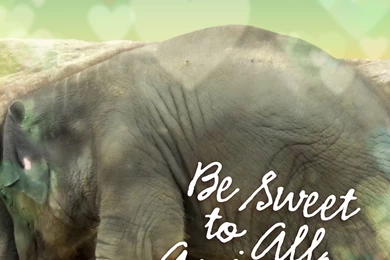 FREE Valentine's Day Phone Backgrounds