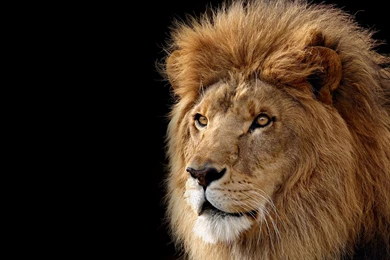 Lion Wallpapers 692 Photos Backgrounds