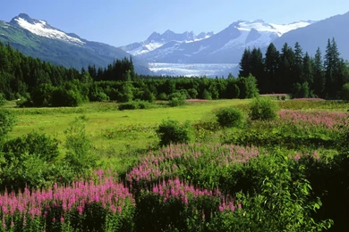 Free Screensavers And Wallpapers   KScreensavers.com