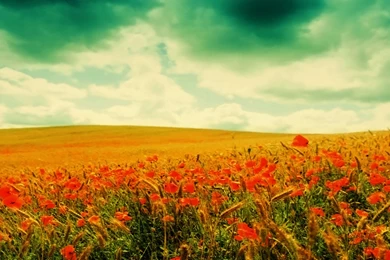 Ink Washed Spring Wallpaper, Some Links About The True Cost Of ...