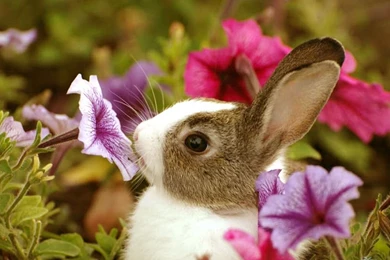 Use Mobogenie To Download Wallpapers Save Data Cost   Cutest Paw