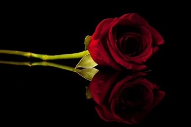 Red Rose Black Backgrounds