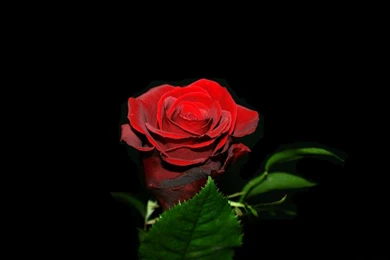 Download Wallpapers 1920x1200 Rose, Flower, Bud, Black Backgrounds ...