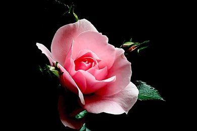 Hot Pink Rose Black Backgrounds