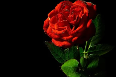 Single Red Rose Black Backgrounds