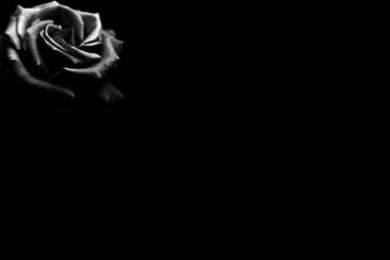 Roses, Black, Black Rose, Backgrounds Pictures, Roses, Black, Black ...