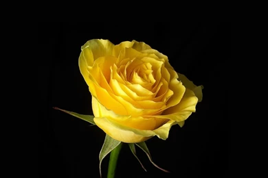Yellow Rose On Black Backgrounds HD Desktop Wallpapers : Widescreen ...
