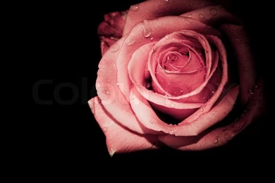 Rose On Black Backgrounds Closeup