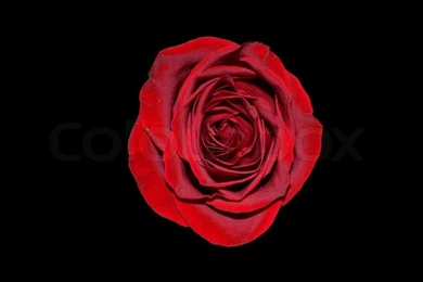 Bright Red Rose On A Black Backgrounds Stock Photo