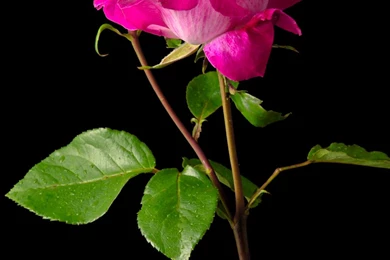 Red Rose Black Backgrounds