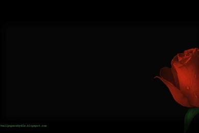 Single Red Rose Black Backgrounds Typta.com