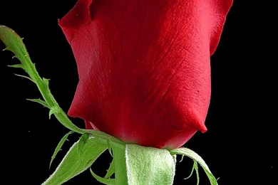 File:Rose Flower Black Background.jpg Wikimedia Commons