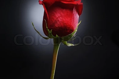 Beautiful Red Rose With Dew Drops On A Black Backgrounds