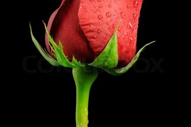Beautiful Red Rose With Water Drops On Black Backgrounds