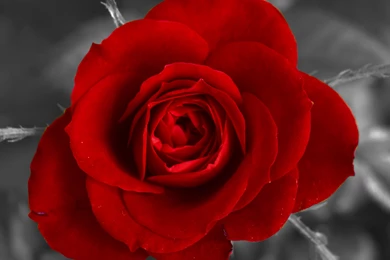 Red Rose Black And White Backgrounds