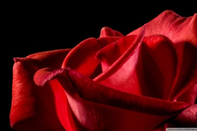 Single Red Rose Black Backgrounds HD Desktop Wallpapers : Widescreen ...
