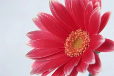 Flowers Wallpapers Download Free Desktop   HD Wallpapers And Pictures