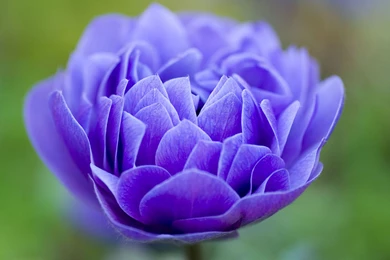 Wallpapers: Flowers Wallpapers For Free