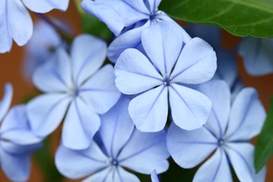 Wallpaper: Beautiful Flowers Wallpapers Free Download