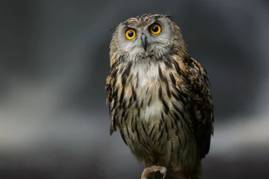 1920x1080 Owl Serious Look Wallpapers